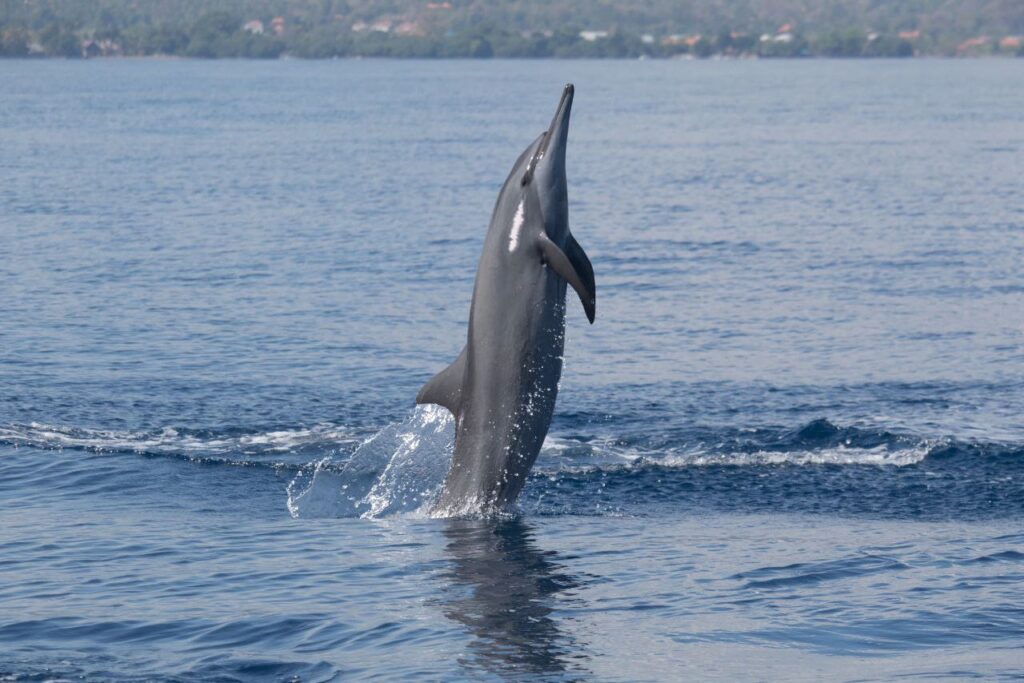 Dolphin Watching Tours