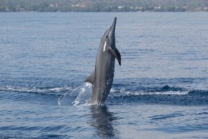 Dolphin Watching Tours