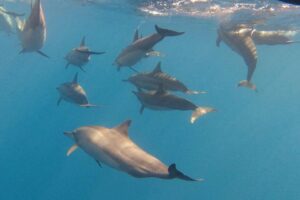 Swim With Dolphin